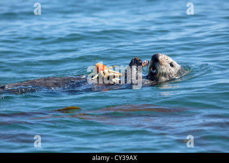 Eine südliche Sea Otter frisst eine Krabbe in Elkhorn Slough, Kalifornien. Stockfoto