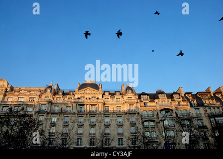 Paris-Gebäude und Vögel Stockfoto