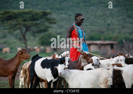 Massai-Stamm in Kenyafarming, Bauernhof, Landwirtschaft, Ziege, Ziegen, Schafe, Tier, Herde, Herder, herding Stockfoto