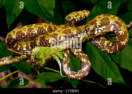 Mangshan Viper, Zhaoermia Mangshanensis, ursprünglich aus China Stockfoto