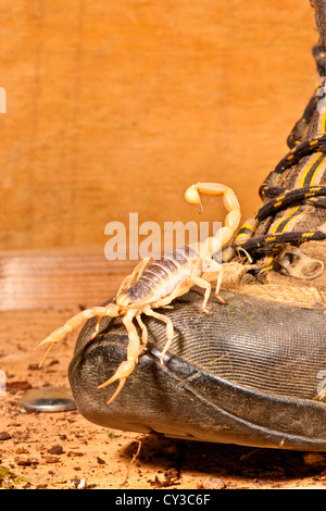 Behaarte Scorpion Hadrurus Arizonensis-Wüste in Arizona Wüsten heimisch Stockfoto