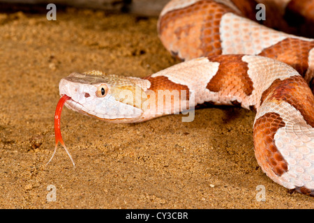 Südlichen Copperhead, Agkistrodon Contortrix Contortrix, ursprünglich aus USA, Süd-Ost Stockfoto