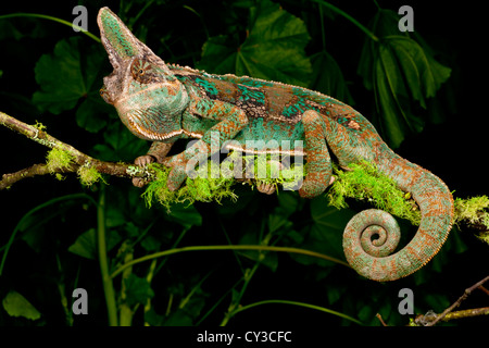 Verschleierte Chamäleon, Chamaeleo Calyptratus, ursprünglich aus Jemen. Lebensraum: Abwechslungsreich, Bäume, Büsche Reben Stockfoto