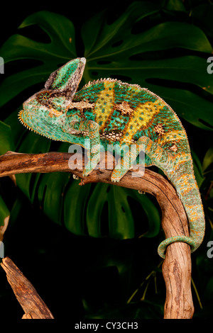 Verschleierte Chamäleon, Chamaeleo Calyptratus, ursprünglich aus Jemen. Lebensraum: Abwechslungsreich, Bäume, Büsche Reben Stockfoto