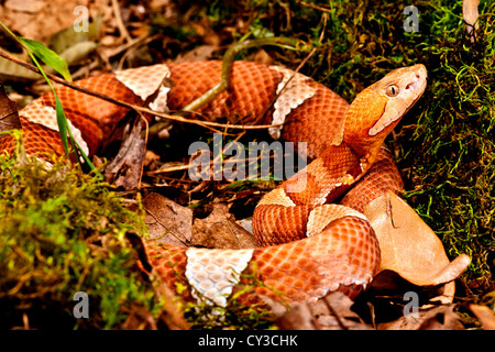 Breit-banded Copperhead, Agkistrodon Contortrix Laticinctus, ursprünglich aus Kansas, Oklahoma, Texas Stockfoto