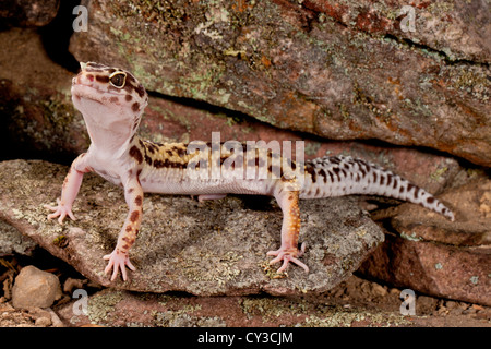 Leopardgecko, Eublepharis Macularis, ursprünglich aus Pakistan, Lebensraum ariden und Semi ariden felsige Gebiete Stockfoto