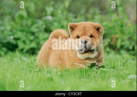 Kleine Chow Chow Welpen Porträt im Garten Stockfoto