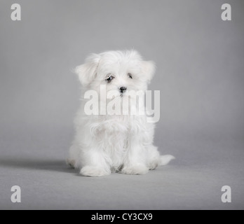 Malteser Hund Welpen Stockfoto