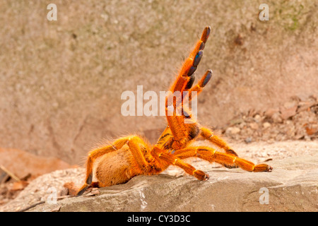 Usambara Orange Pavian Spinne, Pternochilus Murinus, ursprünglich aus zentralen östlichen und südlichen Afrika. Lebensraum: Heißen Buschland Stockfoto