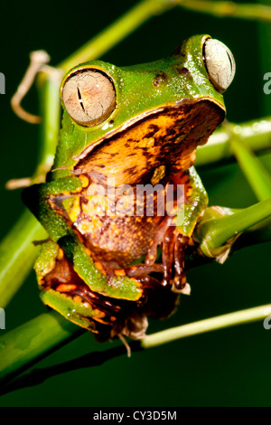 Rasiermesser unterstützt Affe Frosch (Phyllomedusa Hypocondryialis Azurea) stammt aus Paraguay Stockfoto