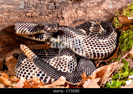 Schwarze Phase Holz Klapperschlange, Crotalus Horridus Horridus, ursprünglich aus USA, Nord-Ost. Stockfoto