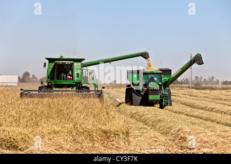 John Deere Mähdrescher ernten "kurze Grain" weißer Reis, einzahlen auf Bankout Wagen. Stockfoto