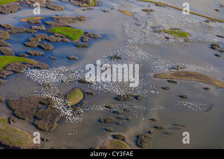Schwärme von Schneegänsen der Llano Seco-Unit von der North Central Valley Wildlife Management Area, wie aus der Luft gesehen. Stockfoto