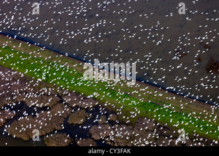 Schwärme von Schneegänsen der Llano Seco-Unit von der North Central Valley Wildlife Management Area, wie aus der Luft gesehen. Stockfoto