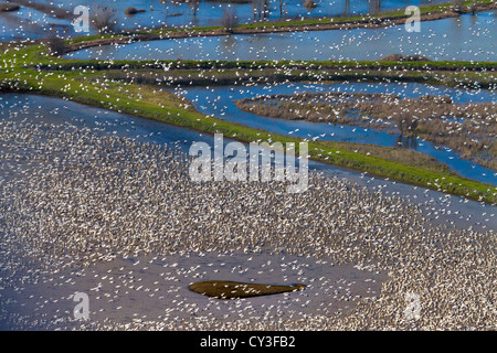Schwärme von Schneegänsen der Llano Seco-Unit von der North Central Valley Wildlife Management Area, wie aus der Luft gesehen. Stockfoto