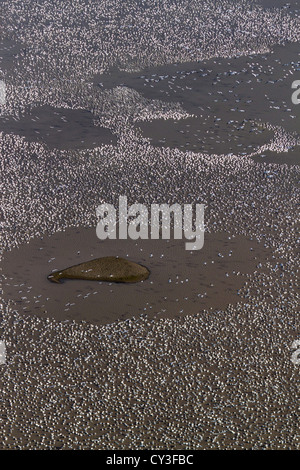 Schwärme von Schneegänsen der Llano Seco-Unit von der North Central Valley Wildlife Management Area, wie aus der Luft gesehen. Stockfoto