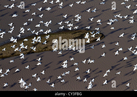 Schwärme von Schneegänsen der Llano Seco-Unit von der North Central Valley Wildlife Management Area, wie aus der Luft gesehen. Stockfoto