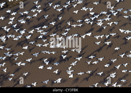 Schwärme von Schneegänsen der Llano Seco-Unit von der North Central Valley Wildlife Management Area, wie aus der Luft gesehen. Stockfoto