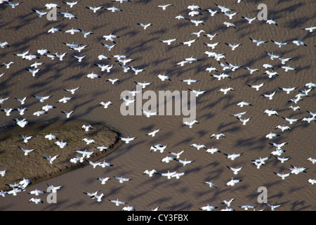 Schwärme von Schneegänsen der Llano Seco-Unit von der North Central Valley Wildlife Management Area, wie aus der Luft gesehen. Stockfoto