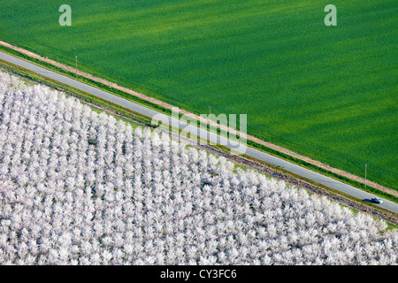 Schwärme von Schneegänsen der Llano Seco-Unit von der North Central Valley Wildlife Management Area, wie aus der Luft gesehen. Stockfoto