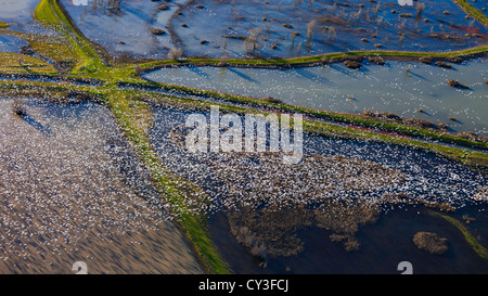 Schwärme von Schneegänsen der Llano Seco-Unit von der North Central Valley Wildlife Management Area, wie aus der Luft gesehen. Stockfoto