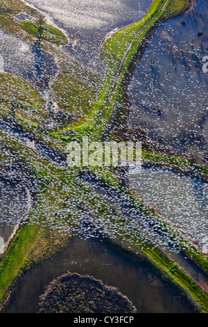 Schwärme von Schneegänsen der Llano Seco-Unit von der North Central Valley Wildlife Management Area, wie aus der Luft gesehen. Stockfoto
