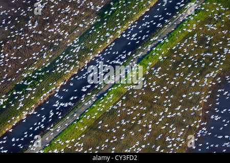 Schwärme von Schneegänsen der Llano Seco-Unit von der North Central Valley Wildlife Management Area, wie aus der Luft gesehen. Stockfoto