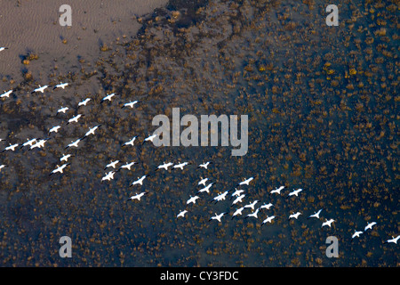 Schwärme von Schneegänsen der Llano Seco-Unit von der North Central Valley Wildlife Management Area, wie aus der Luft gesehen. Stockfoto