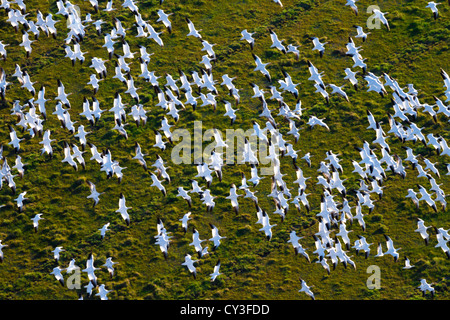 Schwärme von Schneegänsen der Llano Seco-Unit von der North Central Valley Wildlife Management Area, wie aus der Luft gesehen. Stockfoto