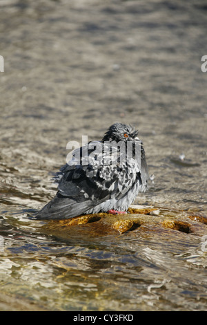 Taube mit einem Bad in einem Brunnen in Rom Italien Stockfoto