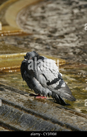 Taube mit einem Bad in einem Brunnen in Rom Italien Stockfoto