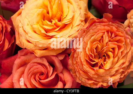Kopf auf Blick auf pink / orange / gelb Hybride Terosen hautnah Stockfoto