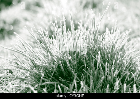 Frost deckt diese Gräser an einem kalten Herbstmorgen. Schwarz / weiß Fotografie, getönten grün. Stockfoto