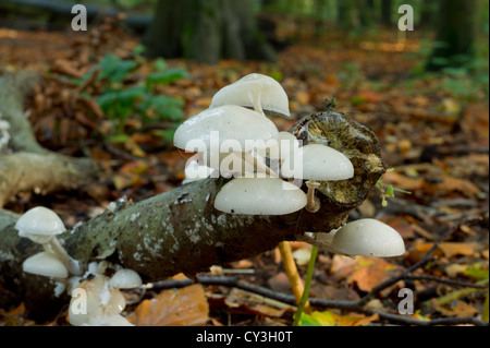 Porzellan-Pilz auf einem Baumstamm Buche Stockfoto