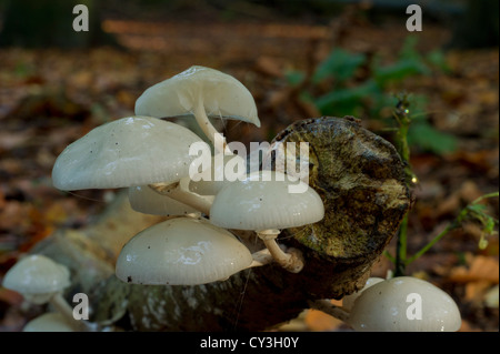 Porzellan-Pilz auf einem Baumstamm Buche Stockfoto