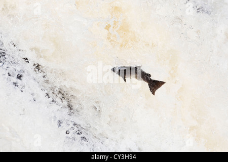 Atlantischer Lachs springen. Stockfoto