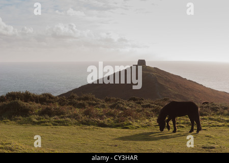 Dartmoor Ponys grasen auf Rame Head über Whitsand Bay in der Nähe von Südwesten herzlich, Südost Cornwall, Großbritannien Stockfoto