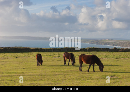 Dartmoor Ponys grasen auf Rame Head über Whitsand Bay in der Nähe von Südwesten herzlich, Südost Cornwall, Großbritannien Stockfoto