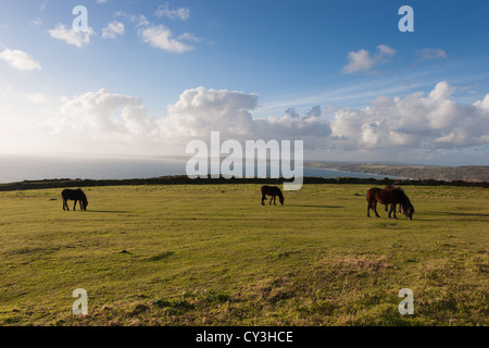 Dartmoor Ponys grasen auf Rame Head über Whitsand Bay in der Nähe von Südwesten herzlich, Südost Cornwall, Großbritannien Stockfoto