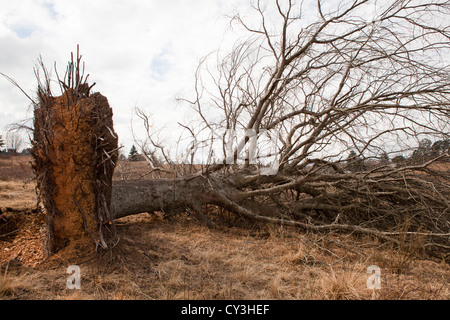 Entwurzelte tot Grossbaum liegen in einem Feld mit Wurzeln sichtbar verdichtet mit hartem Boden. Stockfoto