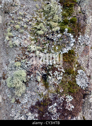 Flechten (Usnea und Hypogymnia Physodes) und Moos auf Baumstamm Stockfoto