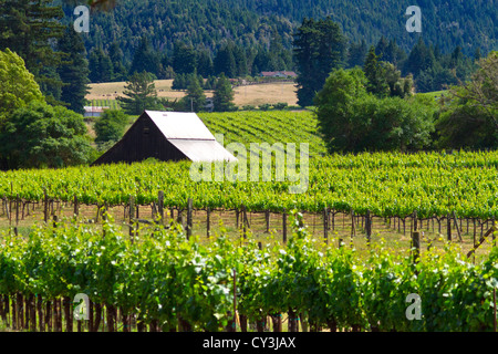 Weinberg auf die Anderson Tal Wein-Land im Norden Kaliforniens. Stockfoto