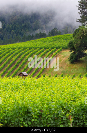 Weinberg auf die Anderson Tal Wein-Land im Norden Kaliforniens. Stockfoto