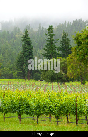 Weinberg auf die Anderson Tal Wein-Land im Norden Kaliforniens. Stockfoto