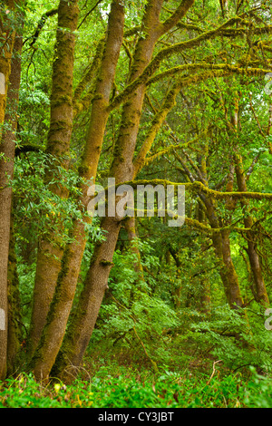 Wald in Hendy Woods State Park in Anderson Valley of Northern California. Stockfoto