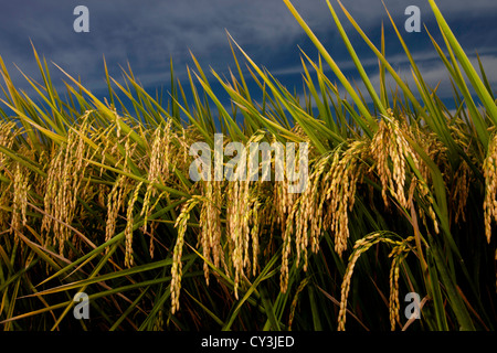 Reife Köpfe der Reis reif für die Ernte im Sacramento Valley, Kalifornien. Stockfoto