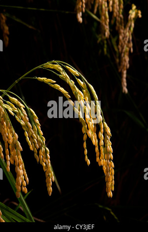 Reife Köpfe der Reis reif für die Ernte im Sacramento Valley, Kalifornien. Stockfoto