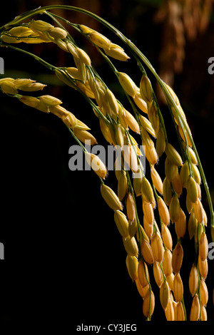 Reife Köpfe der Reis reif für die Ernte im Sacramento Valley, Kalifornien. Stockfoto