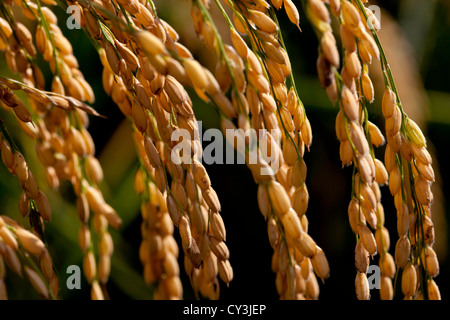 Reife Köpfe der Reis reif für die Ernte im Sacramento Valley, Kalifornien. Stockfoto
