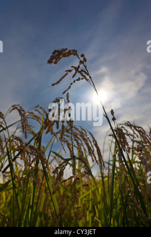 Reife Köpfe der Reis reif für die Ernte im Sacramento Valley, Kalifornien. Stockfoto